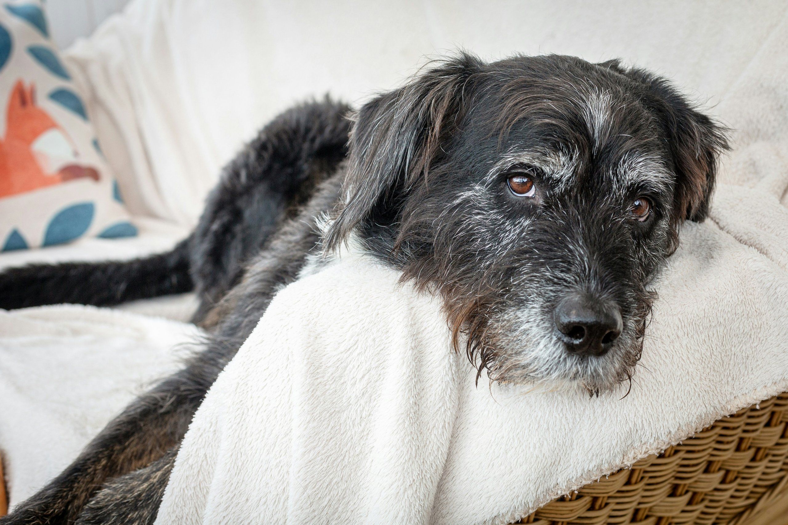 A gentle portrait of an older dog